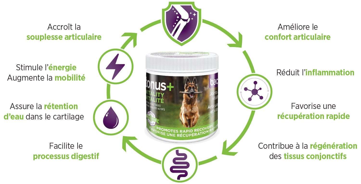 BACI+ - Tonus + vitalité, chien actif