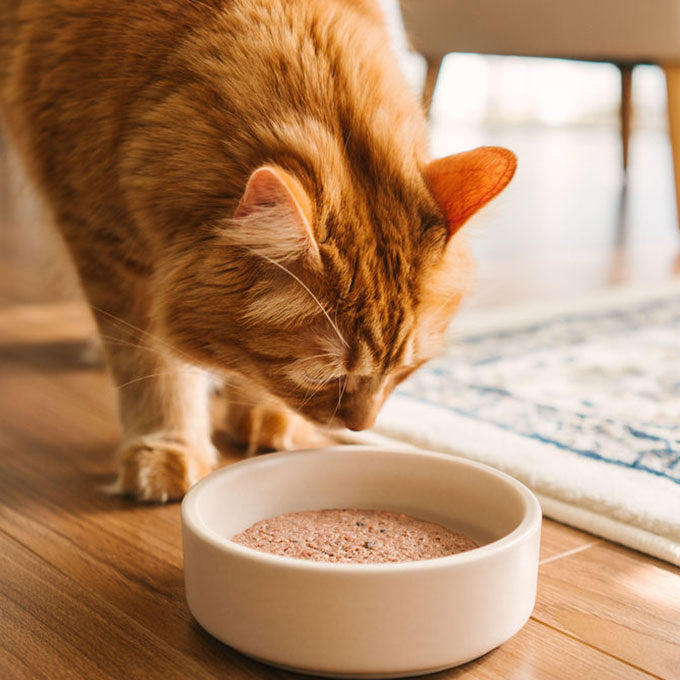 FAIM MUSEAU - Poulet & saumon pour chat